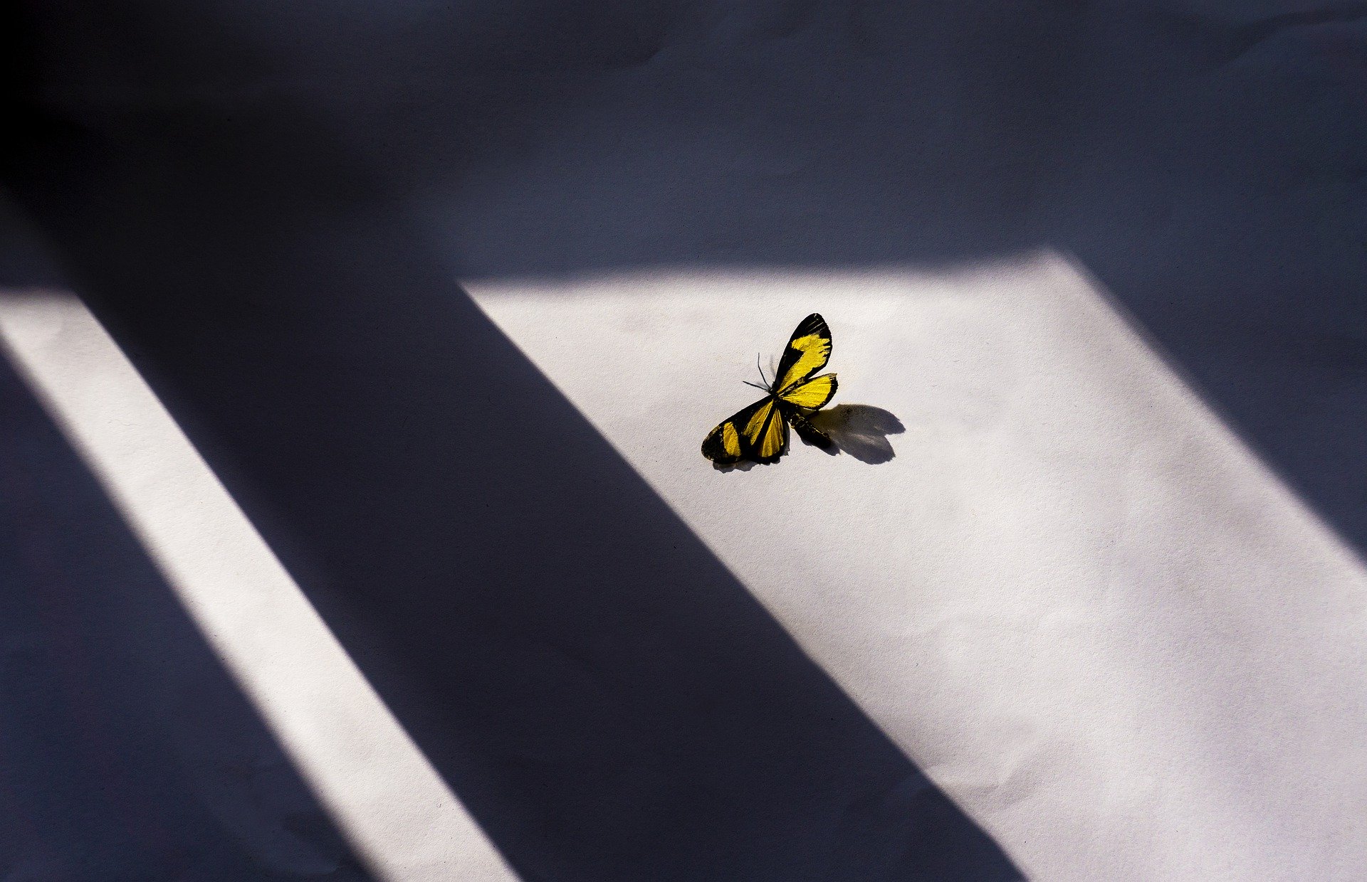Schmetterling an einer Wand